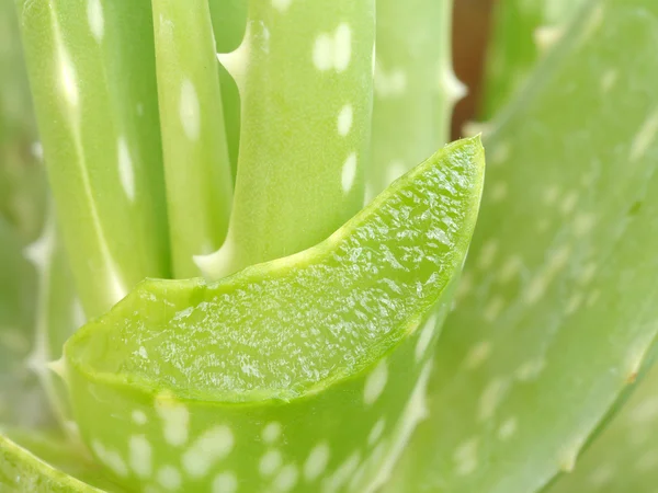 Blätter der Aloe Vera Pflanze — Stockfoto
