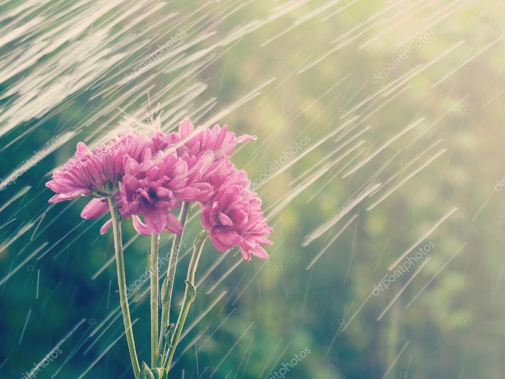 Rain flowers old retro vintage style — Stock Photo © nattapol #49866085, image size:1024x769
