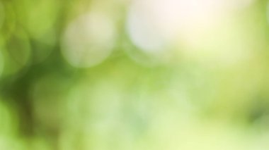 Güneşli, soyut yeşil doğa arka planı, Bokeh ışığı, doğa, bahçe, bahar ve yaz mevsimi olan Görüntü Parkı