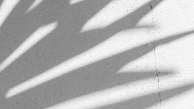 Siyah ve beyaz arka plan textuer gölgeler yaprak beton duvara