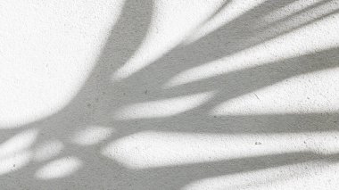 Siyah ve beyaz arka plan textuer gölgeler yaprak beton duvara