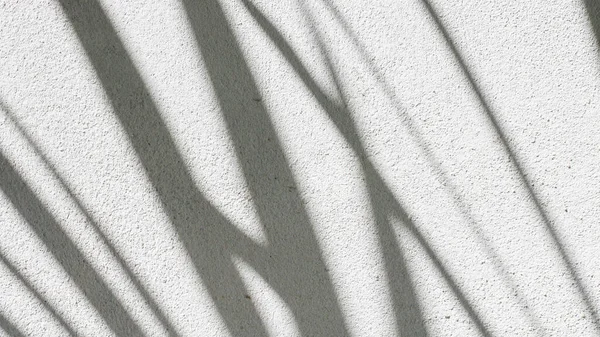 コンクリートの壁に影葉の黒と白の抽象的な背景の陰影 — ストック写真
