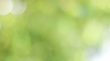 Güneşli, soyut yeşil doğa arka planı, Bokeh ışığı, doğa, bahçe, bahar ve yaz mevsimi olan Görüntü Parkı