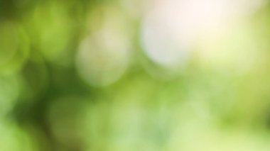 Güneşli, soyut yeşil doğa arka planı, Bokeh ışığı, doğa, bahçe, bahar ve yaz mevsimi olan Görüntü Parkı