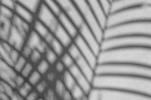 Черно Белый Абстрактный Фон Текстура Листа Теней Бетонной Стене — стоковое фото