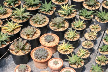 Seradaki kaktüs sulu bitki.