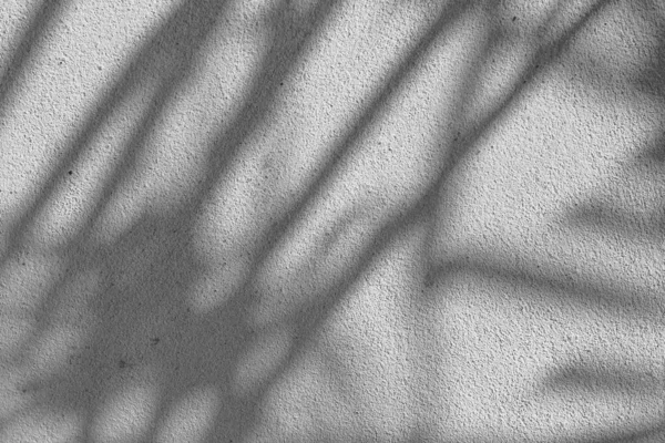 Textura Fundo Abstrata Preto Branco Folhas Sombras Uma Parede Concreto — Fotografia de Stock