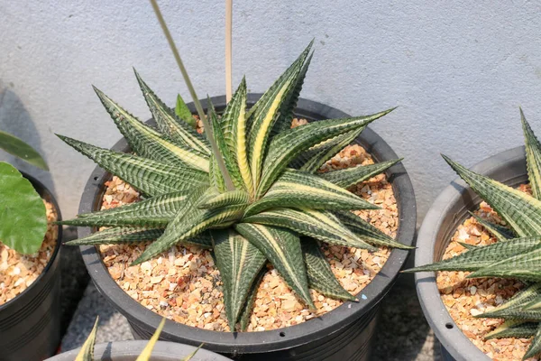 Planta Suculenta Cacto Estufa — Fotografia de Stock