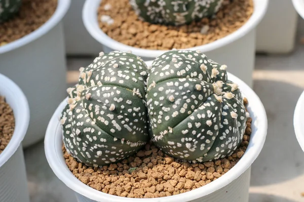 Kaktus Saftig Växt Växthuset — Stockfoto