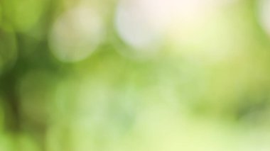 Güneşli, soyut yeşil doğa arka planı, Bokeh ışığı, doğa, bahçe, bahar ve yaz mevsimi olan Görüntü Parkı