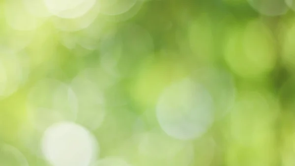 Güneşli Soyut Yeşil Doğa Arka Planı Bokeh Işığı Doğa Bahçe — Stok fotoğraf