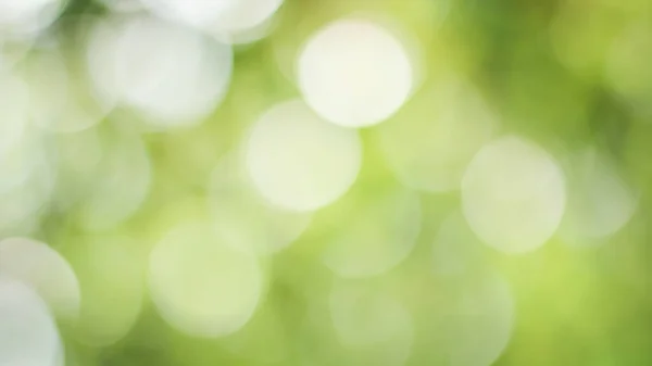 Sonnige Abstrakte Grüne Natur Hintergrund Blur Park Mit Bokeh Licht — Stockfoto