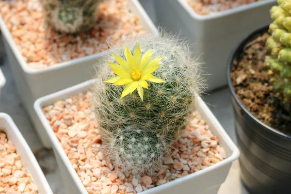 Seradaki kaktüs sulu bitki.