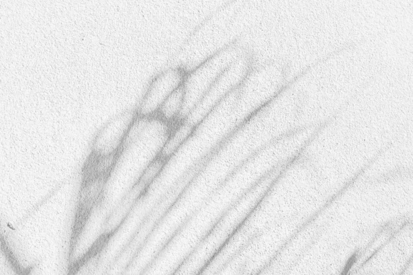 混凝土墙上阴影叶的黑白抽象背景纹理 — 图库照片