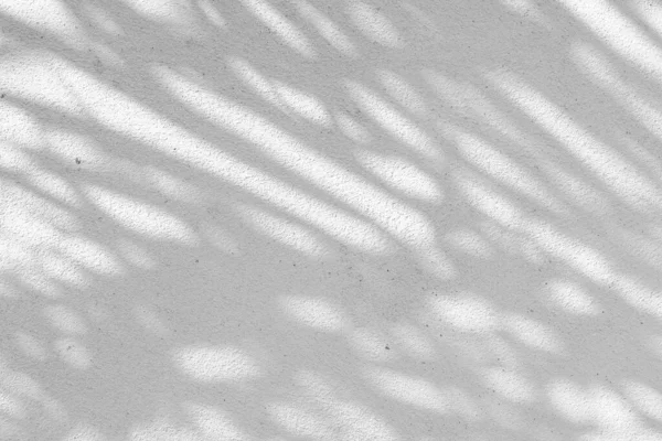 Fekete Fehér Elvont Háttér Textúra Árnyékok Levél Beton Falon — Stock Fotó