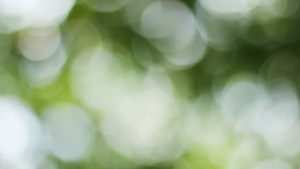 Sonnige Abstrakte Grüne Natur Hintergrund Blur Park Mit Bokeh Licht — Stockfoto