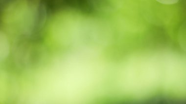 Güneşli, soyut yeşil doğa arka planı, Bokeh ışığı, doğa, bahçe, bahar ve yaz mevsimi olan Görüntü Parkı