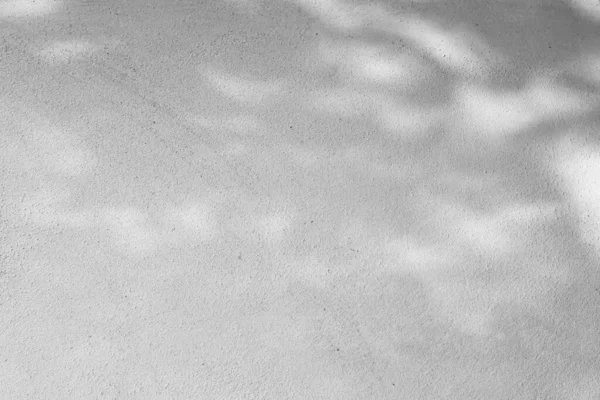 Textura Fundo Abstrata Preto Branco Folhas Sombras Uma Parede Concreto — Fotografia de Stock