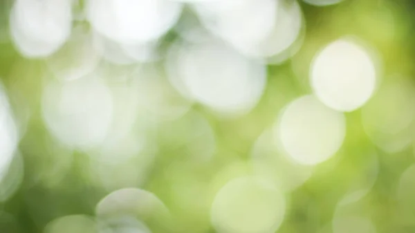 Sonnige Abstrakte Grüne Natur Hintergrund Blur Park Mit Bokeh Licht — Stockfoto