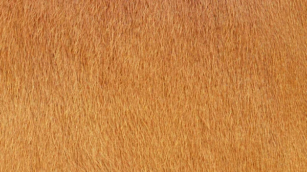 Detailliertes Makrobild Der Kuhhaut Textur Eines Braunen Cow Coat Hintergrund — Stockfoto