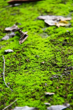 yosunlu zemin Milli parkında chonburi, thailand