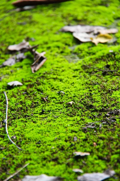 Terreno musgoso en el parque nacional en Chonburi, Tailandia —  Fotos de Stock