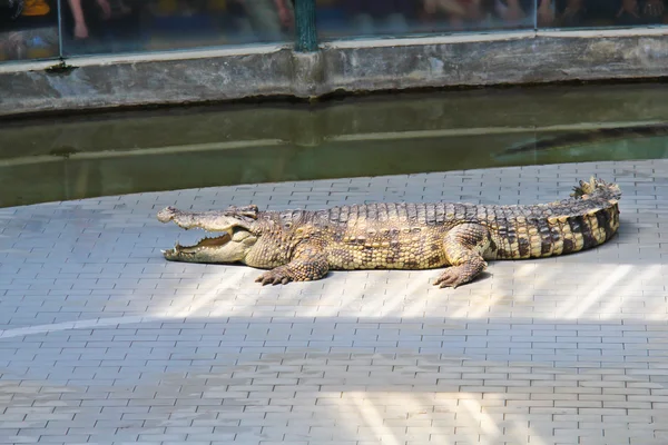 Um crocodilo sonolento — Fotografia de Stock