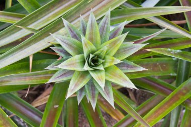 ananas enayi Close-Up