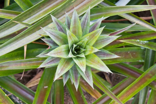 Close-up of pineapple sucker — Stock Photo, Image