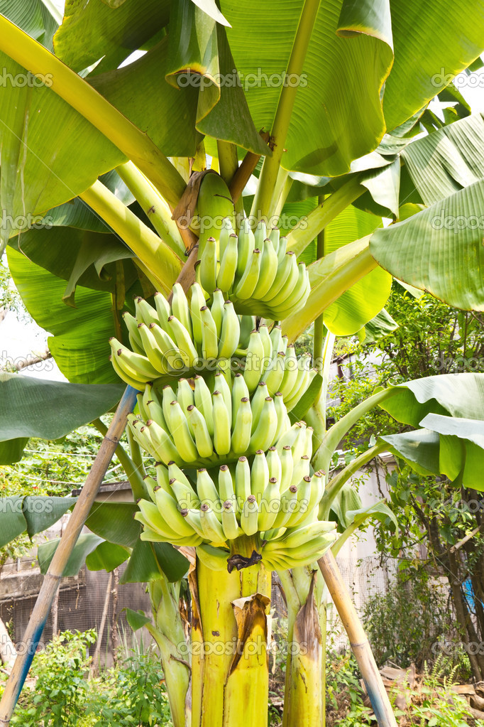 A bunch of young banana fruit — Stock Photo © teptong #35268927