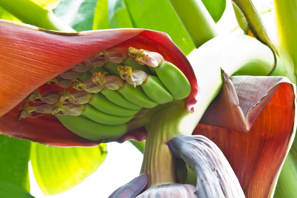 Unripe banana fruit — Stock Photo, Image
