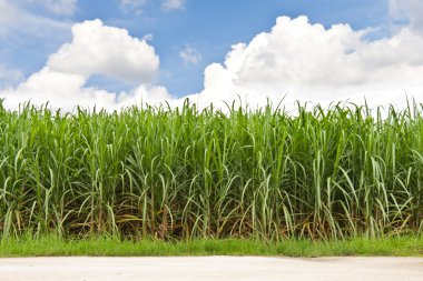 Sugarcane field and cloudy sky clipart