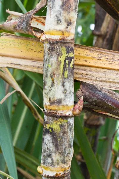 Close-up of fresh sugarcane — Stock Photo, Image