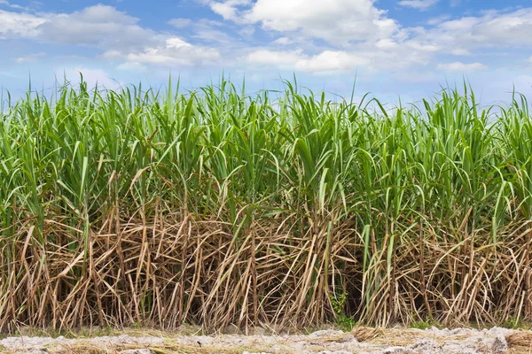 Cukrová třtina pole v zatažené obloze — Stock fotografie