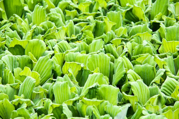 Vzorek vody salátu pro pozadí — Stock fotografie