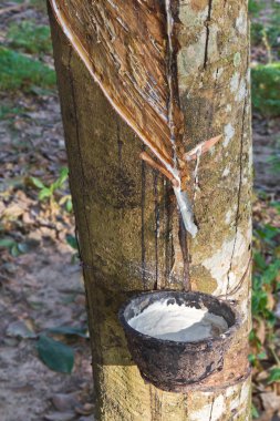 kauçuk ağacından lateks vurma