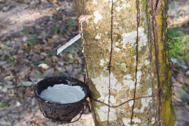 Tapping latex from the rubber tree clipart