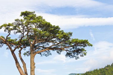 Japon çam ağacı