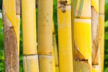Sarı bambu
