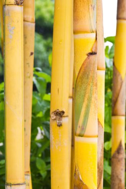 Sarı bambu