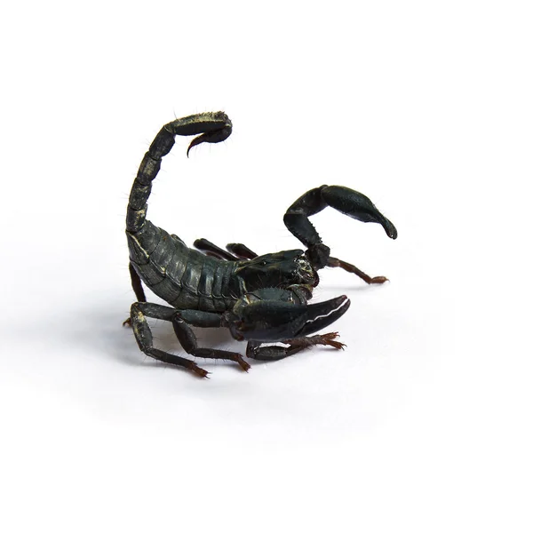 Ein schwarzer Skorpion — Stockfoto