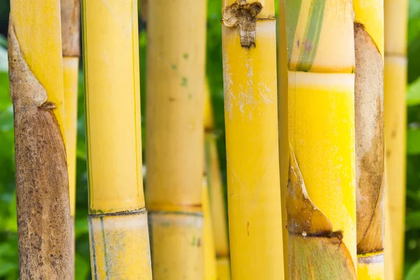 Yellow bamboo — Stock Photo, Image