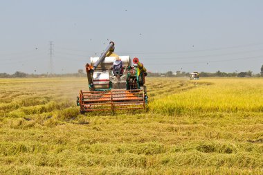 biçerdöverler pirinç