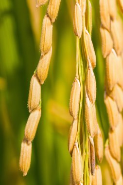 Olgun pirinç yakın çekim