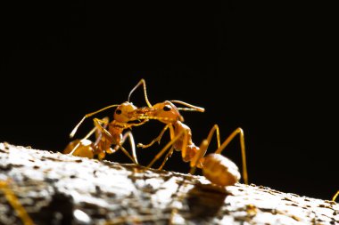 weaver kırmızı karıncalar