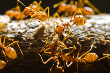 weaver kırmızı karıncalar