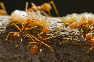 weaver kırmızı karıncalar