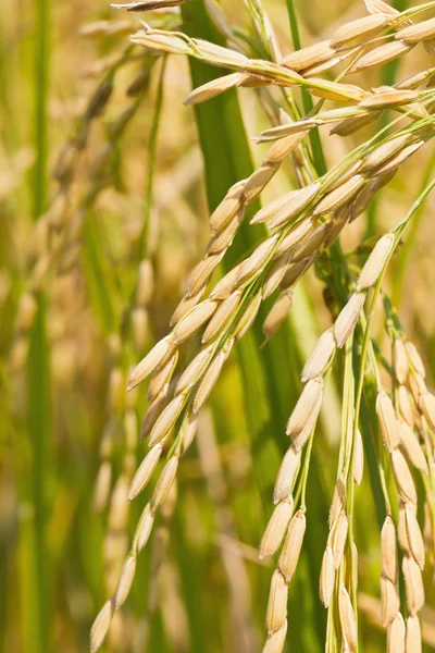 Крупним планом стиглий рис — стокове фото