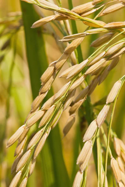 Close up of ripe rice — Stock Photo, Image