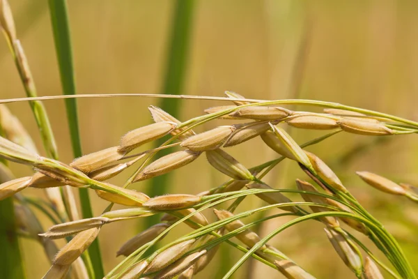 Närbild på moget ris — Stockfoto